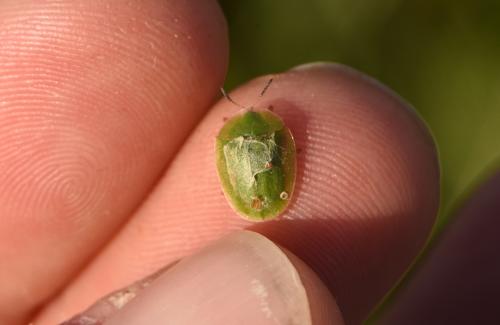 Réf. 318 116 : Cassida viridis